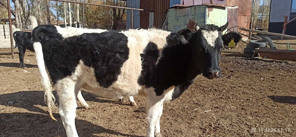 Продаются коровы