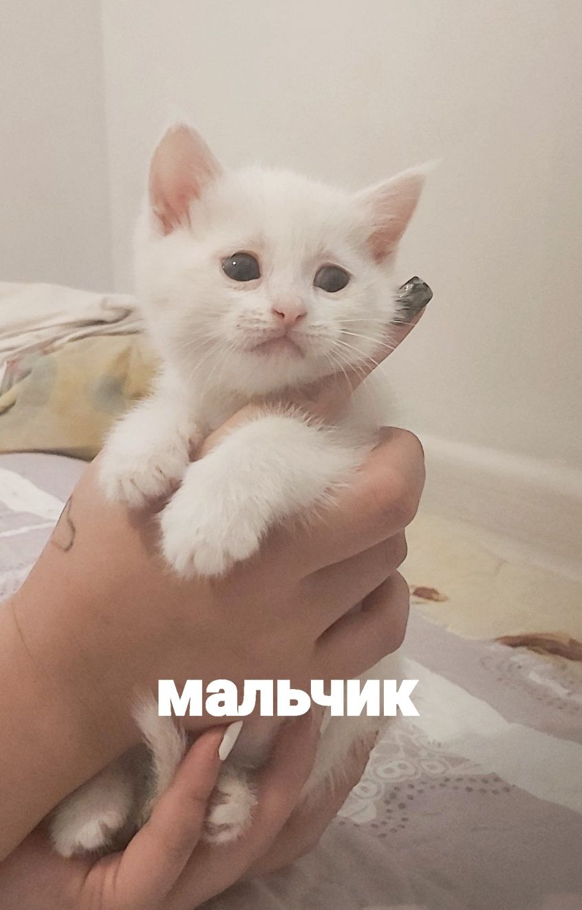 Белые Шотландские котята