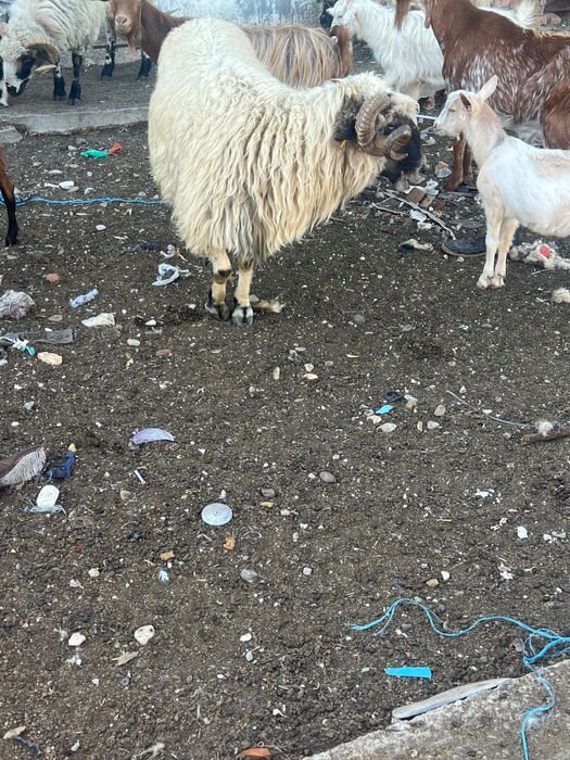 Vând berbec țurcan vând. Sau schimb cu oi  este forte mare