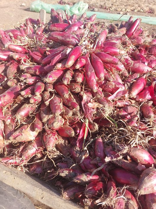 Ceapă de apă roșie