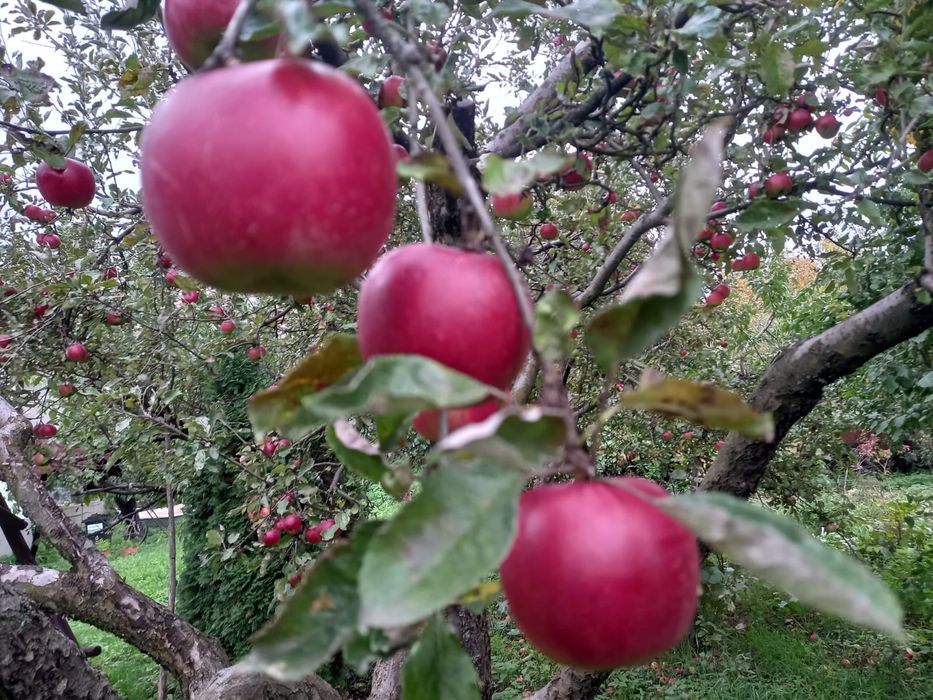 Plantam livezi.Livram pomi:Nuci Chandler.Alun.Cires.Meri.Visin.Prun...