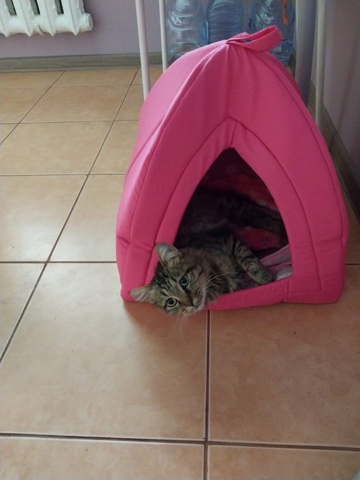 Кошечка, котят не будет