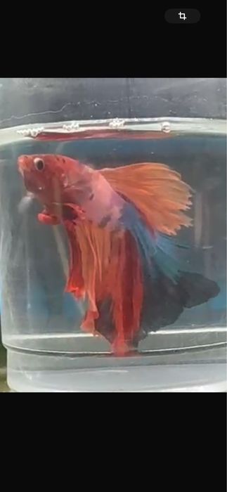 Betta nemo long tail - pesti exotici