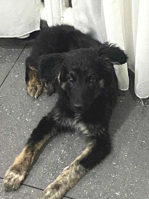 Отдам в надежные руки щенка