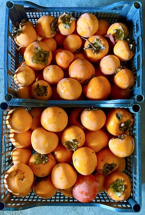 Райски ябълки /едри/ от производител