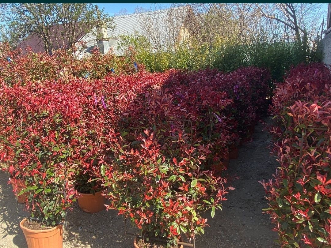 Photinia red robin tufa - glob - tablou - gard viu natural!