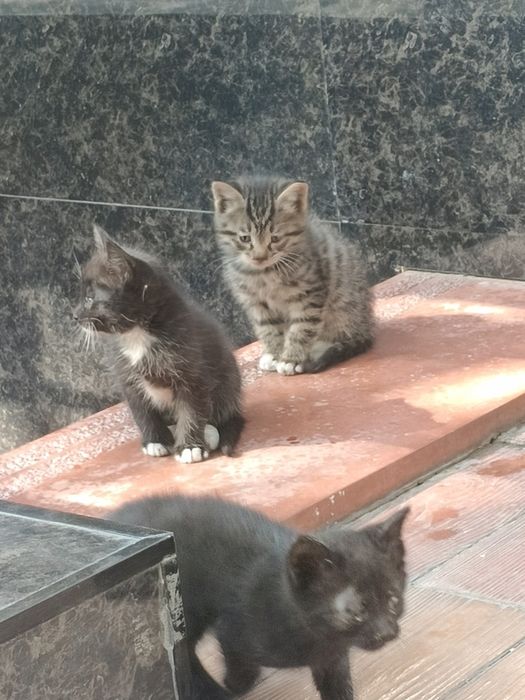 Котята в хорошие руки