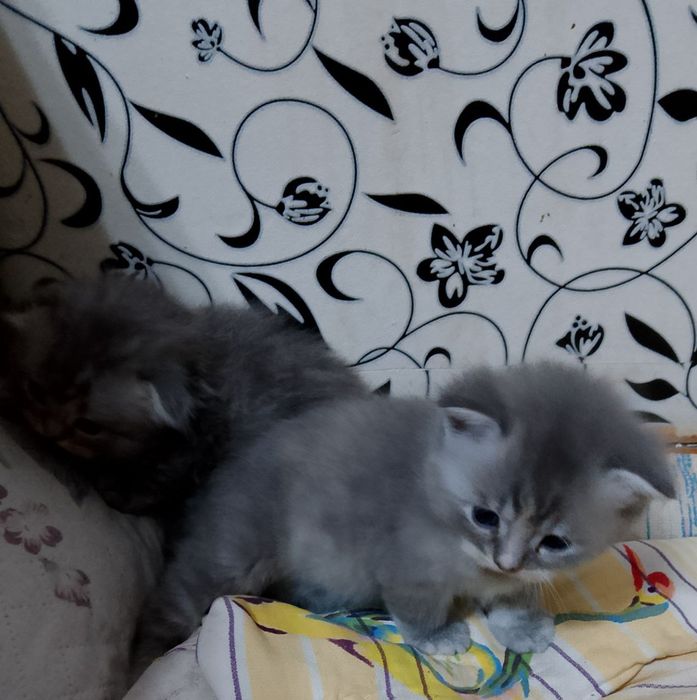 Продам котят породы