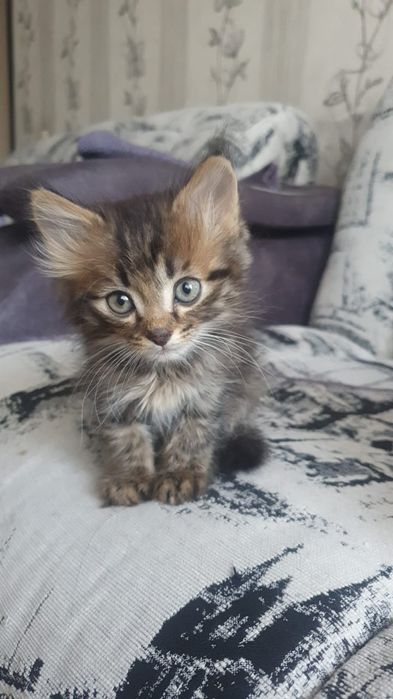 Котенок лапочка..