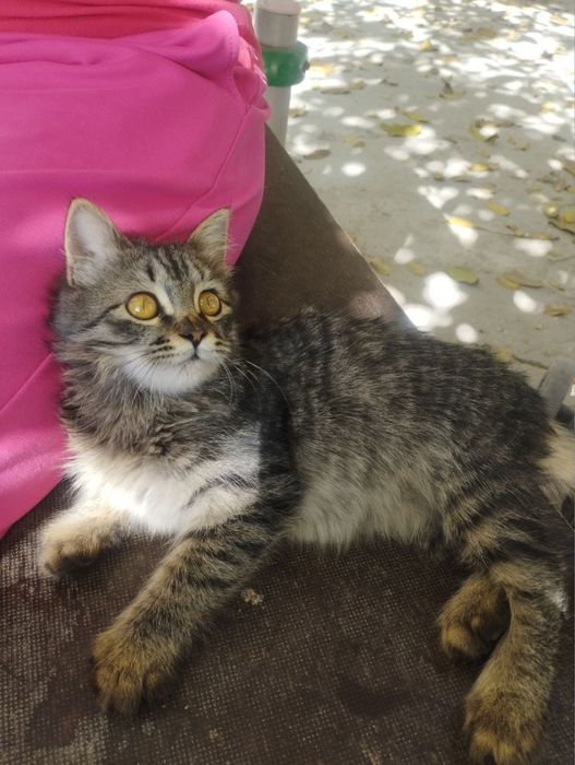 Срочно. Только в добрые руки!!