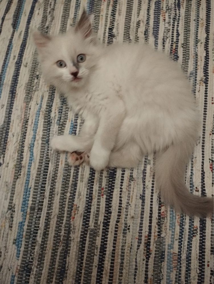 Продаются котята