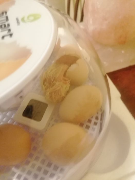 Incubator cu întoarcere automata