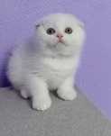 Motănel adorabil Scottish Fold, culoare rară, poze reale - Pedigree