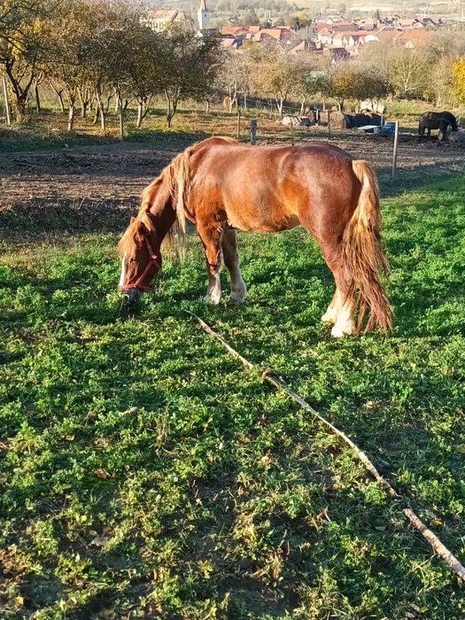 Nu deranjați inutil!!!