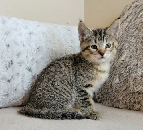 Pui american shorthair