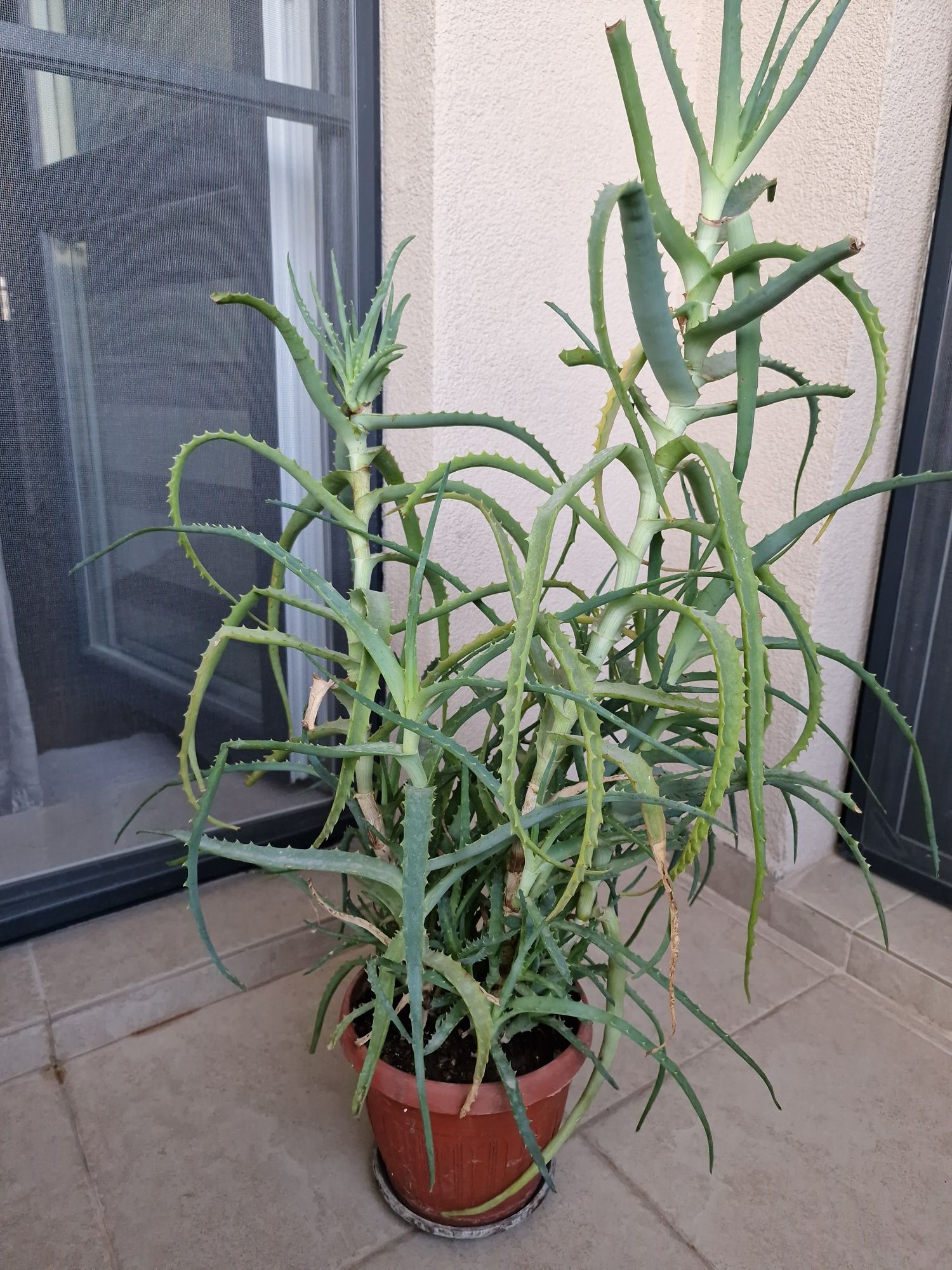 Лечебно алое arborescens