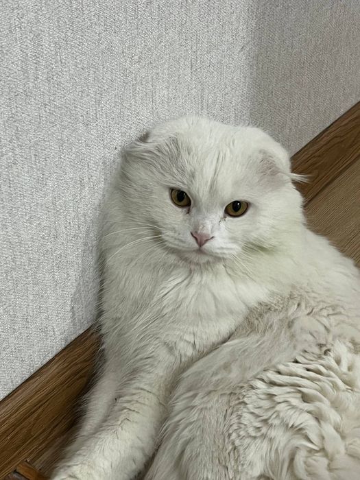 Продаётся белоснежный  кот Scottish fold longhair