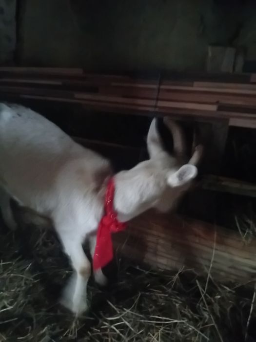 Vând  iadă de lapte sanen