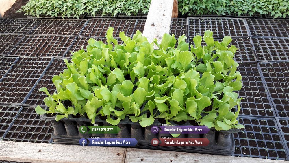 Vand rasad de salata verde si alte rasaduri de legume