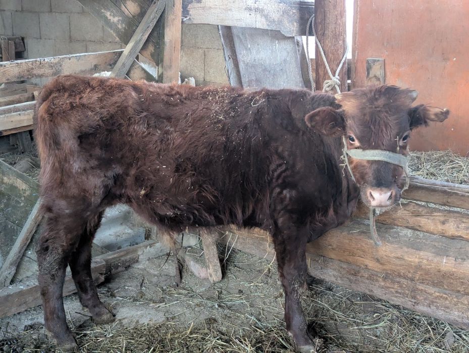 Тайынша еркек сатылады