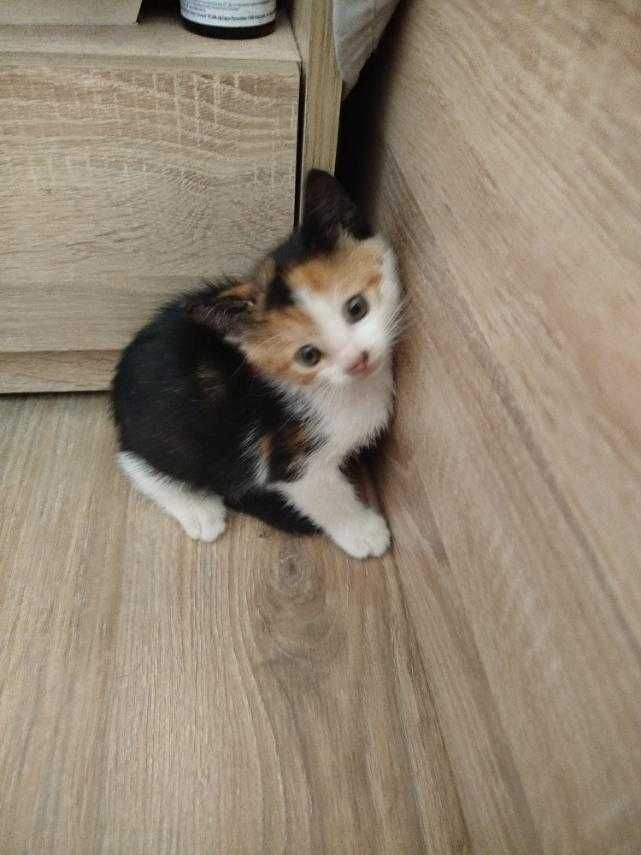 Подарявам женско котенце.
