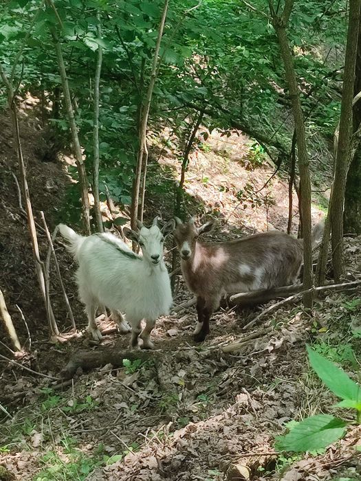 ‼️ Vand 3 iezi de capră– sănătoși, curați și bine hrăniți