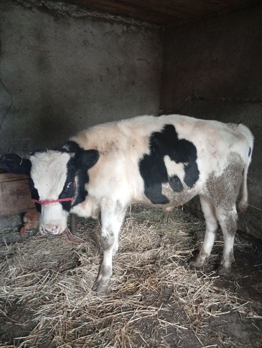 Se vinde, vitel, corcitura cu angus