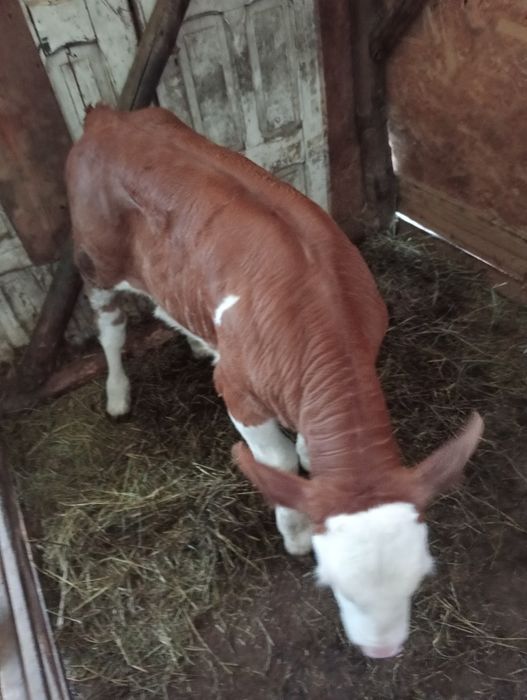 Vând vițel  de o luna