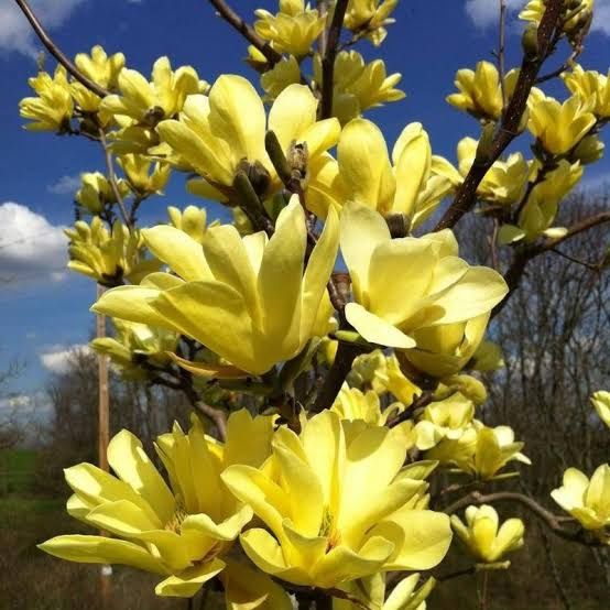 Magnolia rubra rustica