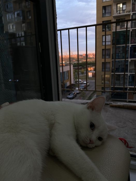 Имя котёнка Кисон.Она очень умная,любит китекет маленькую.Ей 5 месяцев