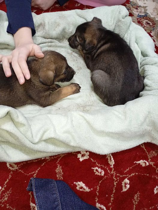 Catei spre adopție URGENT