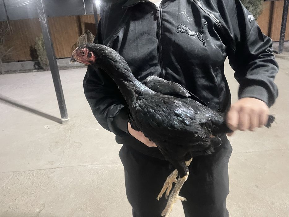 Ветынам заттар сатылады