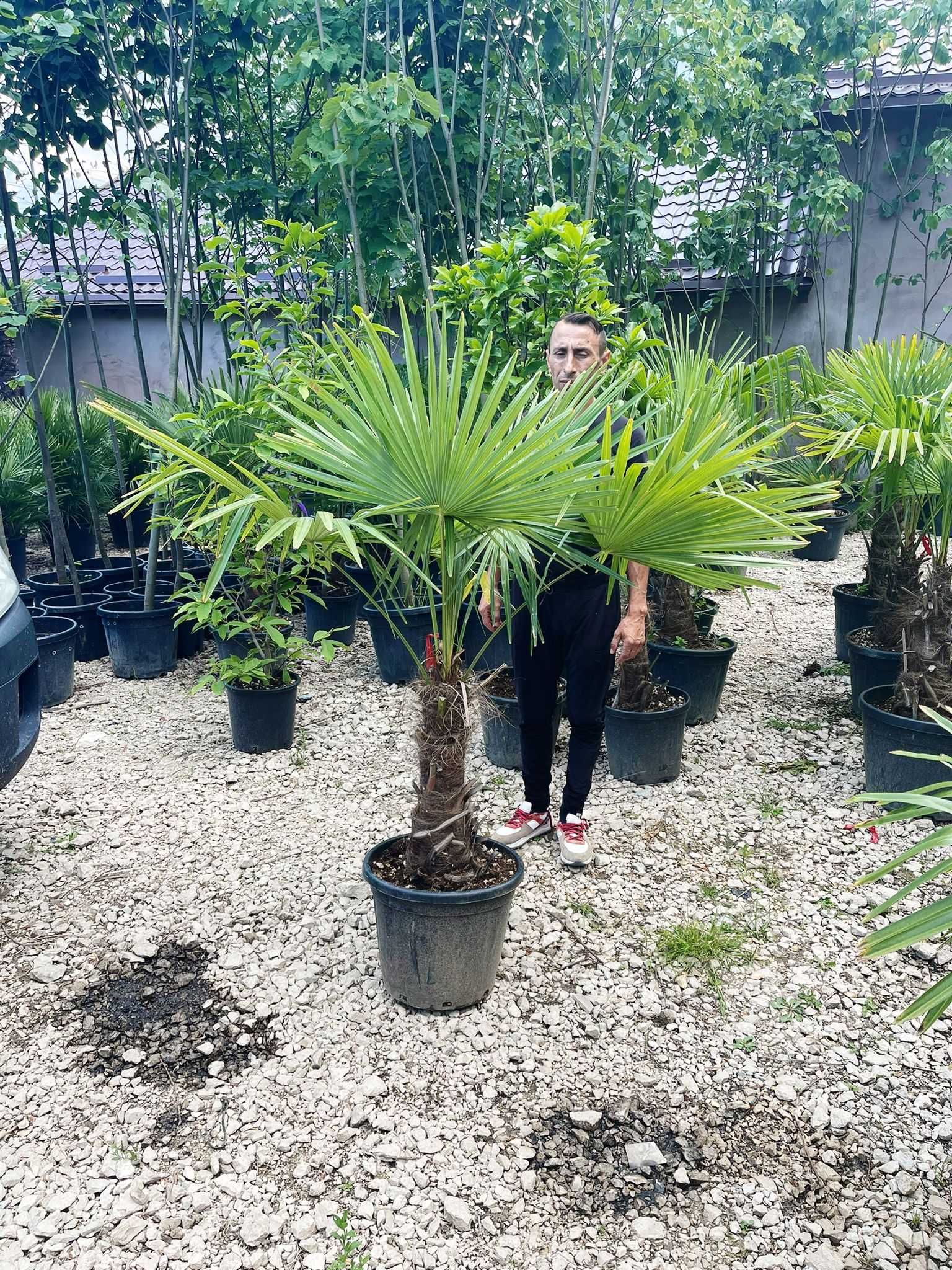 Palmier cycas, Cupressocyparis Leilandy , tuia Smarad ponPon Oriunde !