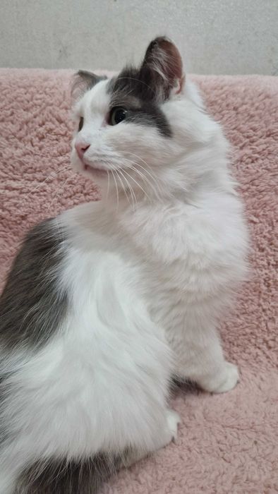 Котёнок-мальчик Принц ищет дом и надёжных хозяев