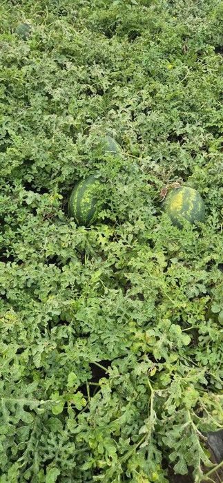 PEPENI engros Mirsini, Arashan