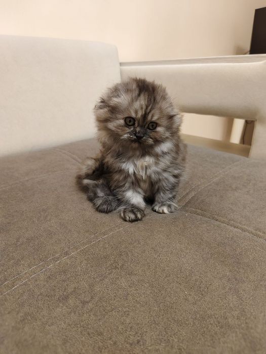 Хайленд фолд девочки шиншиллы