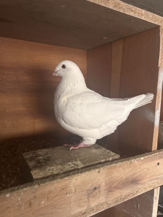 Porumbei americani AGH