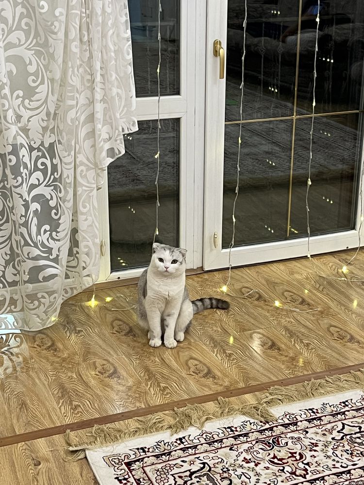 Чистокровный шотланец