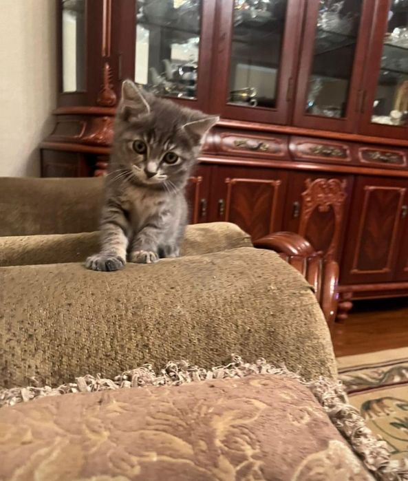 Котята и щенята ждут любящих хозяев