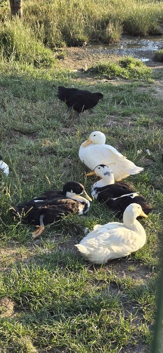 Vand rate Pekin romanesti tinere