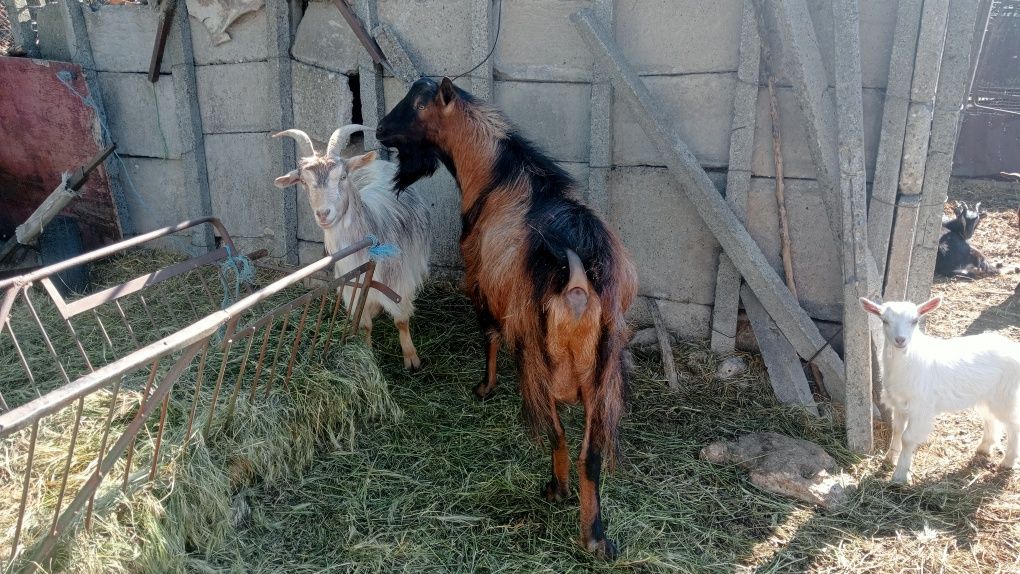 Vând țap alpin tânăr