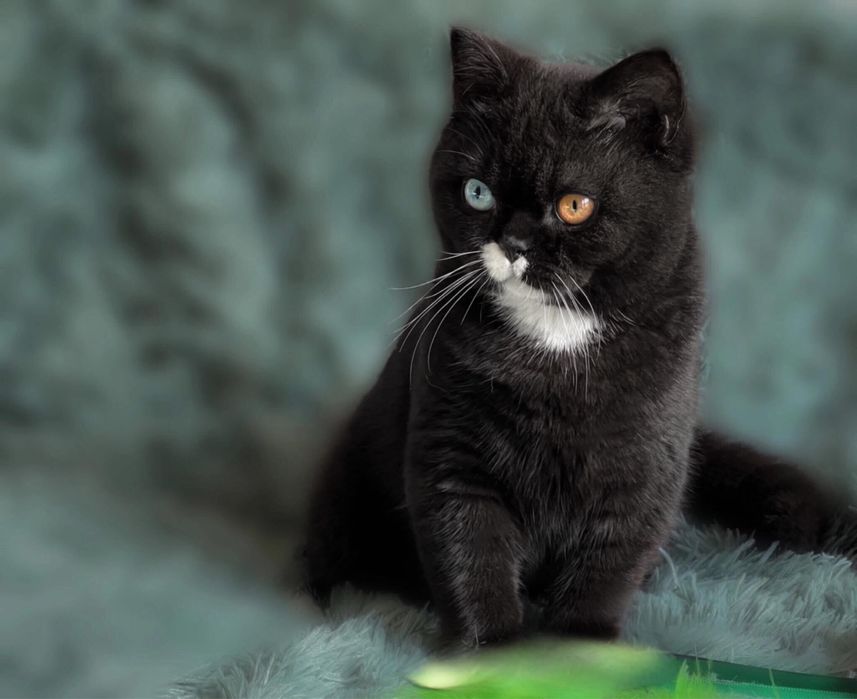 British cu pedigree si drept de monta