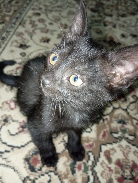 2 черные котята бесплатно