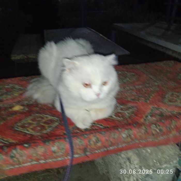 Приглашаем на вязку !!