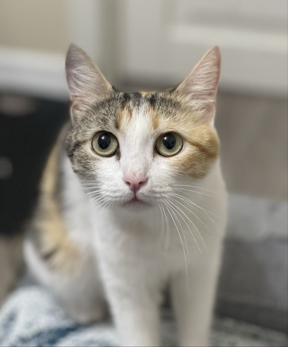 Кошка в добрые руки