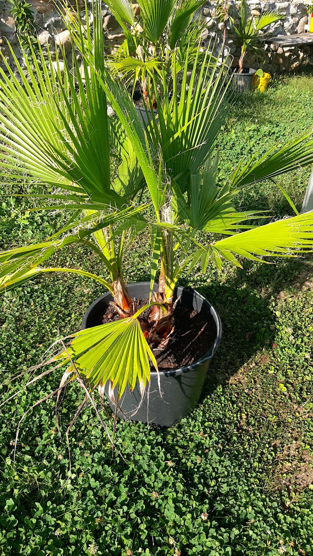 Vând palmieri Washingtonia