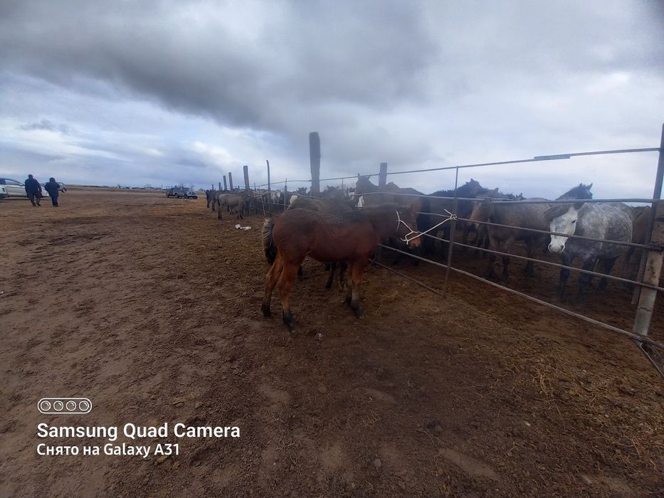 Жабағы лары сатылады