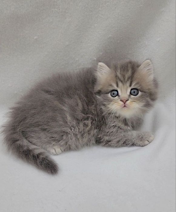 Мальчик скотиш страйт