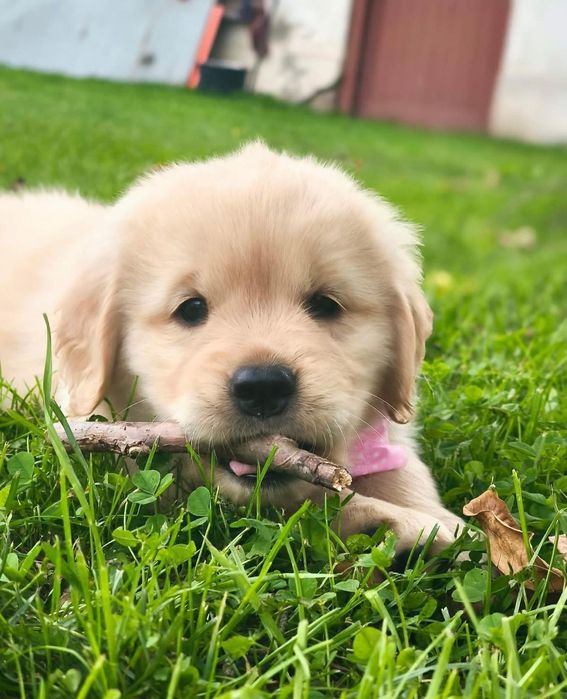 Vand fetita Golden Retriever, rasa pura!