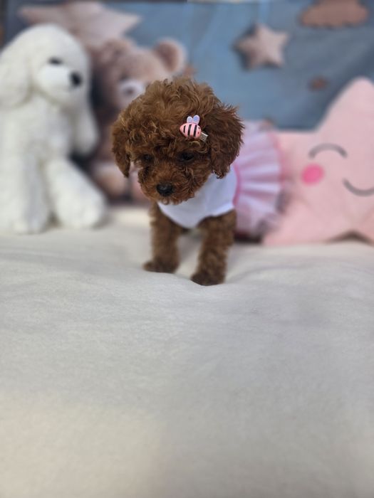 Той пудел/Poodle toy/Момиче с документ за произход